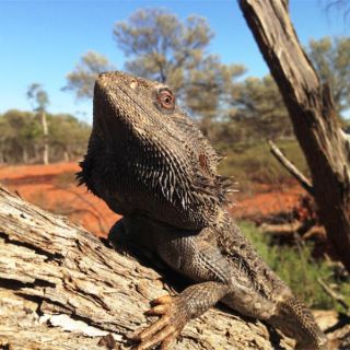 An Australian Bearded Dragon