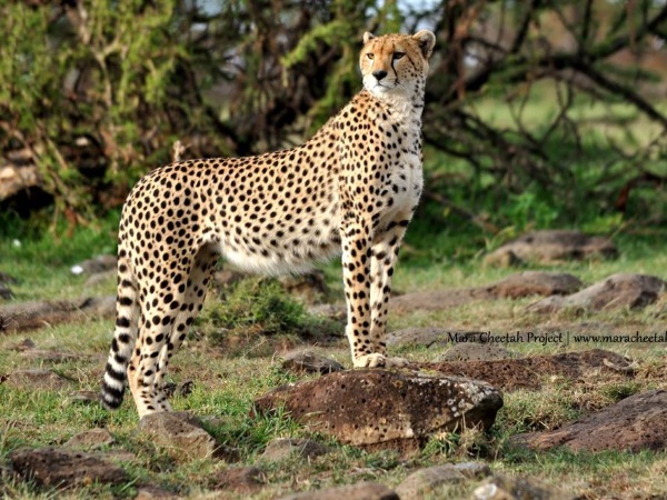 cheetah