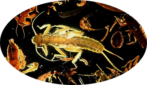 biodiversity