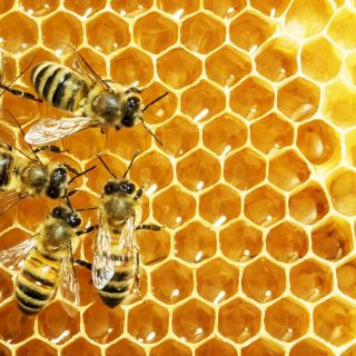 feeding bees probiotics to strengthen them against chalkbrood fungus.