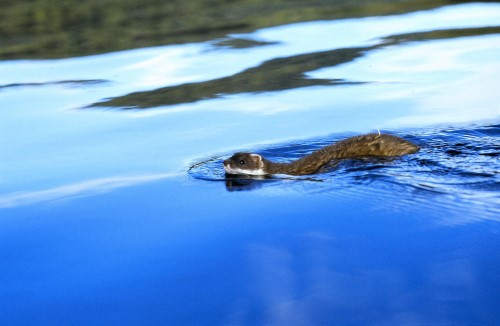 Stoat Swimming - Peter Morrin