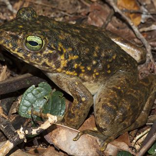 Amphibians in New Guinea need to be protected from the onslaught of the chytrid fungus. Photo: Supplied