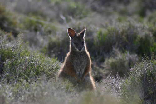 Tammar wallaby..credit Cathy Herbert