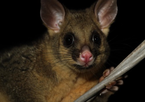 Brushtail possum by Anne Taylor