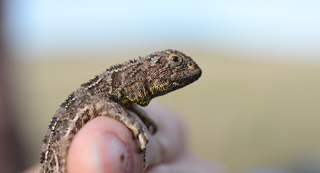 lizard small