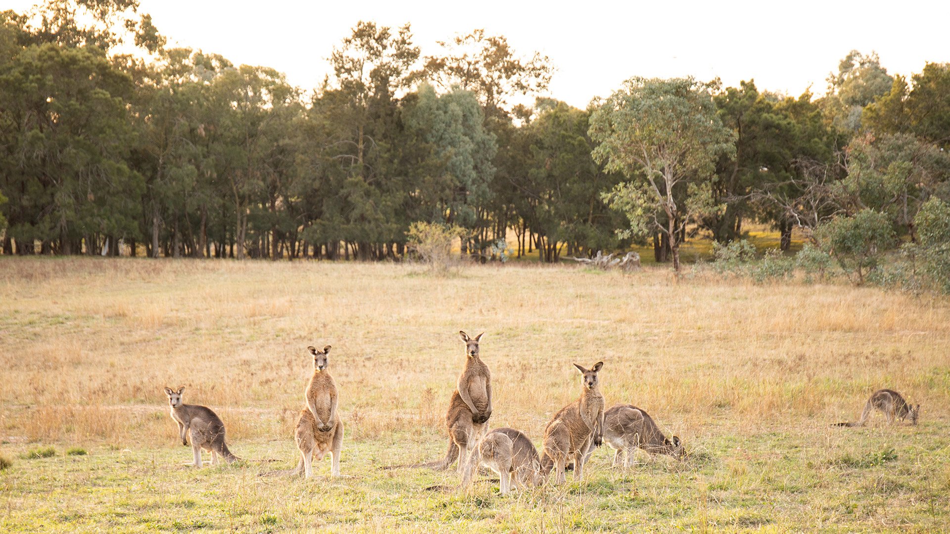 Kangaroo on campus grounds