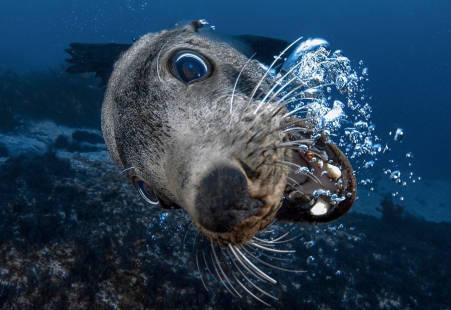 The fight over marine life: to preserve or to fish