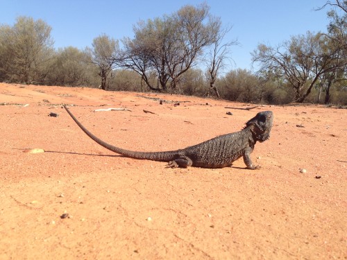 Pogona on the ground_Sarre