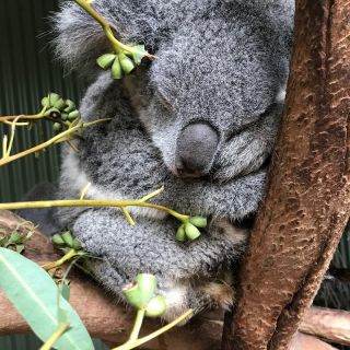 Koala