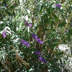 Purple flowers blooming on a bush