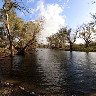 An Australian river with eucalypts