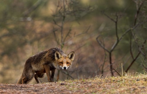 GENETICS On a fox hunt 