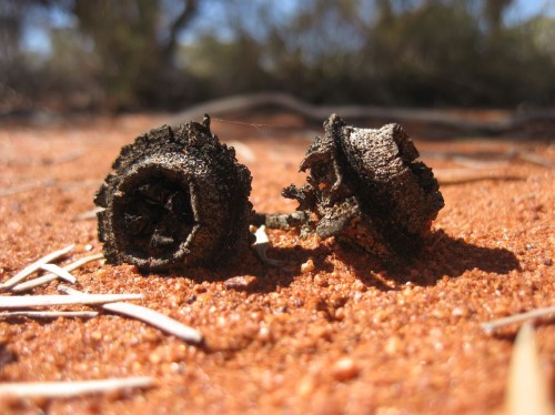 Dried gumnuts of Eucalyptus kingsmillii by Andrew Thornhill