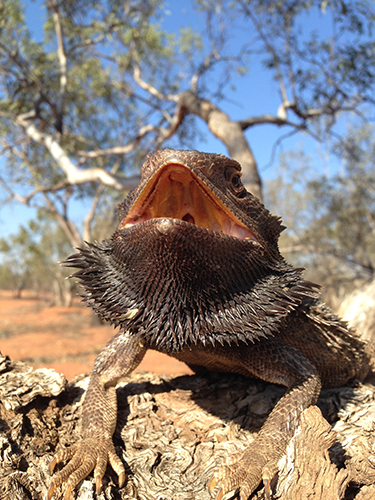 Pogona in tree_Catalyst_13_Sarre